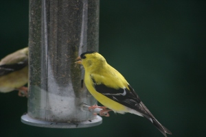 Two goldfinches anjoy a dinner date at the feeder outside my home office window.